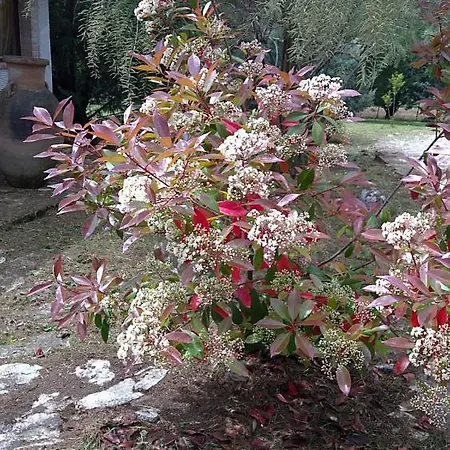 Гостевой дом Tamerici House